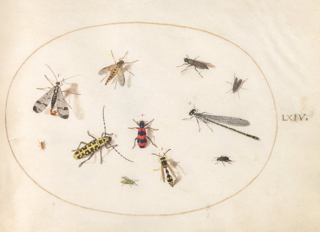 Planche 64 : Onze insectes, dont une libellule et un longicorne - Joris Hoefnagel