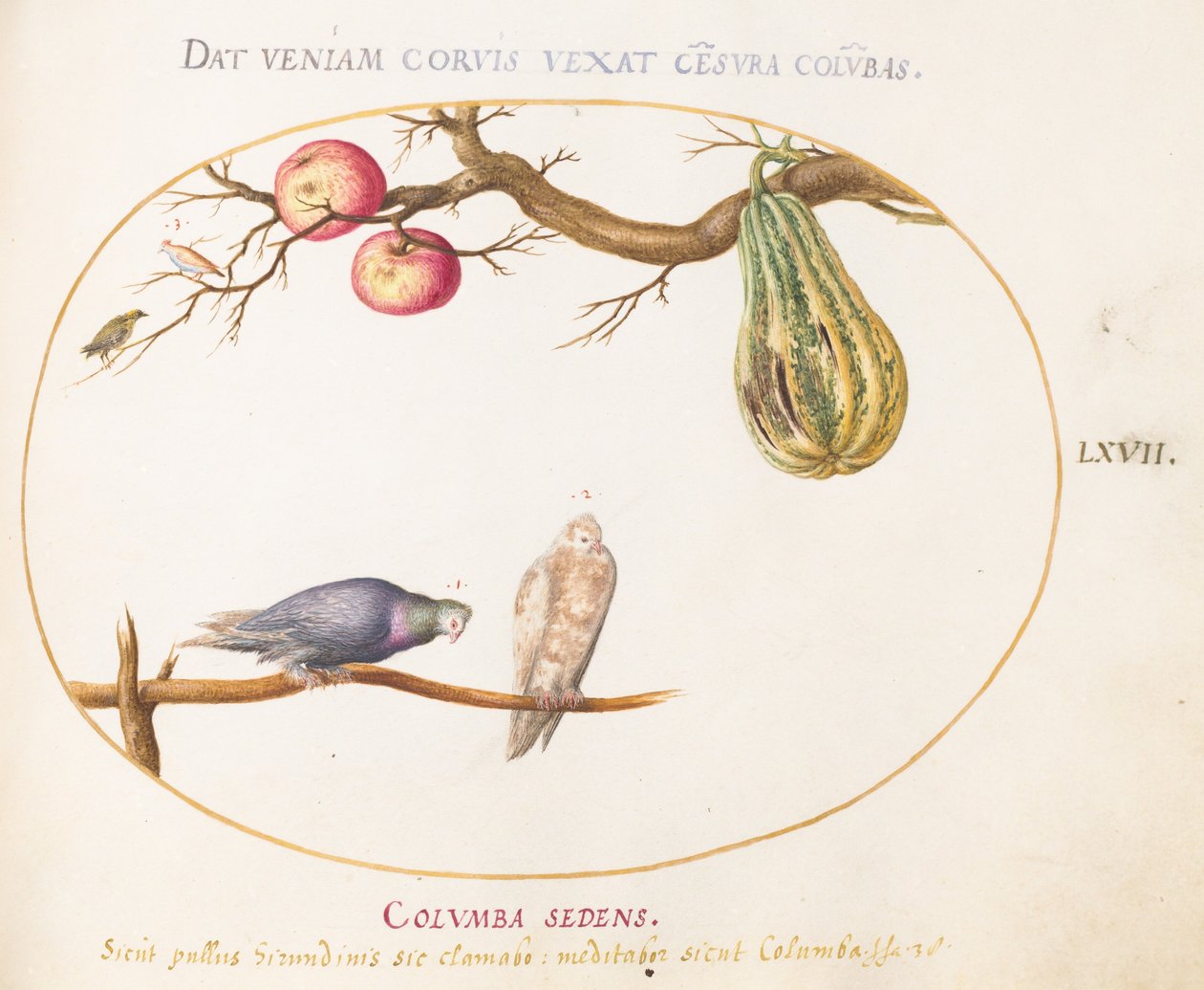 Planche 67 : Deux colombes sous une courge et des pommes - Joris Hoefnagel