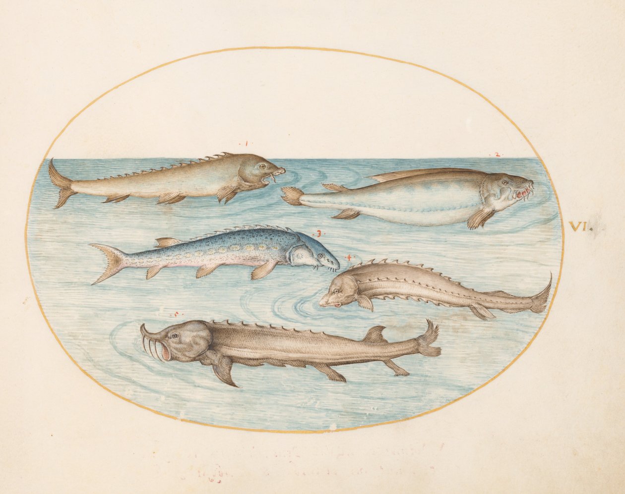 Planche 6 : Cinq poissons-chats et esturgeon(?) - Joris Hoefnagel