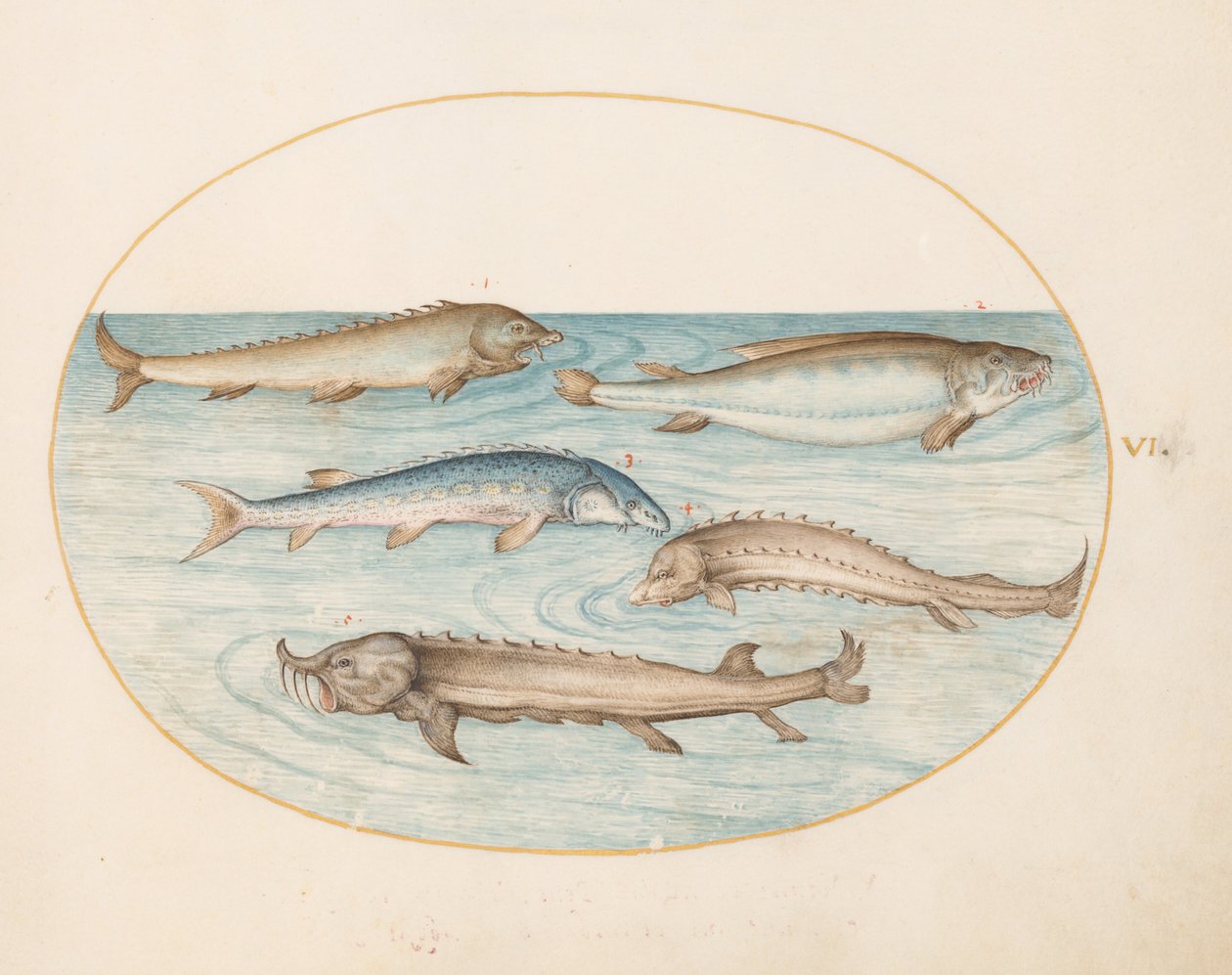 Planche 6 : cinq poissons-chats et esturgeon (?) - Joris Hoefnagel