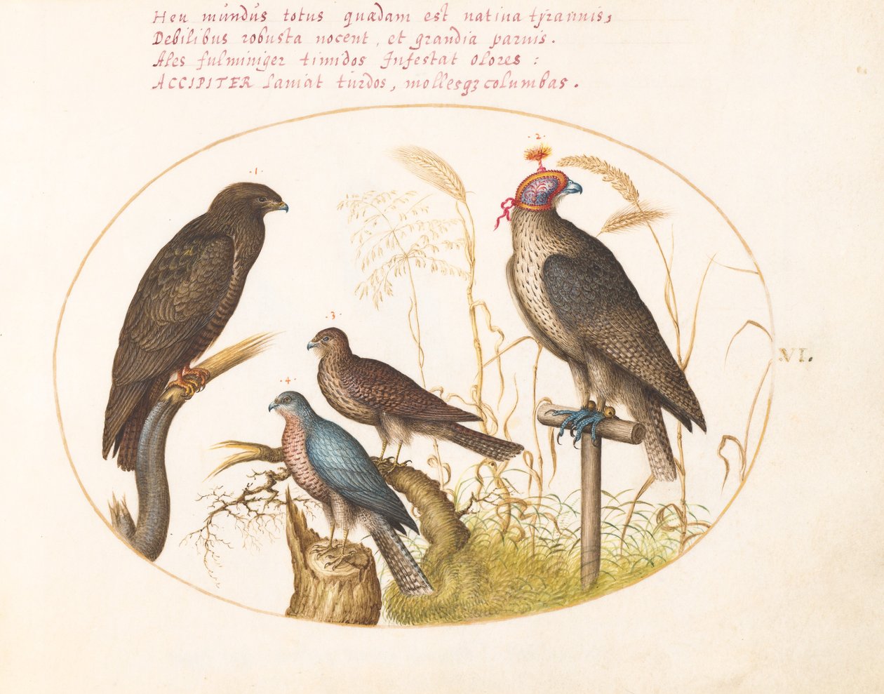 Planche 6 : Quatre oiseaux de proie, dont un épervier (?) - Joris Hoefnagel