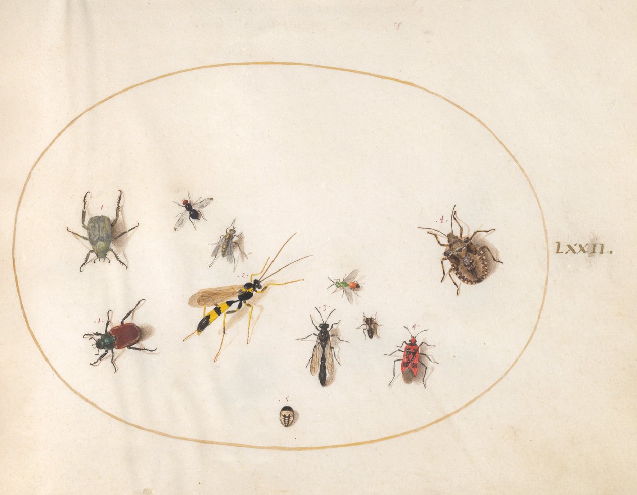 Planche 72 : Punaise des bois, punaise de cannelle, guêpe et autres insectes - Joris Hoefnagel