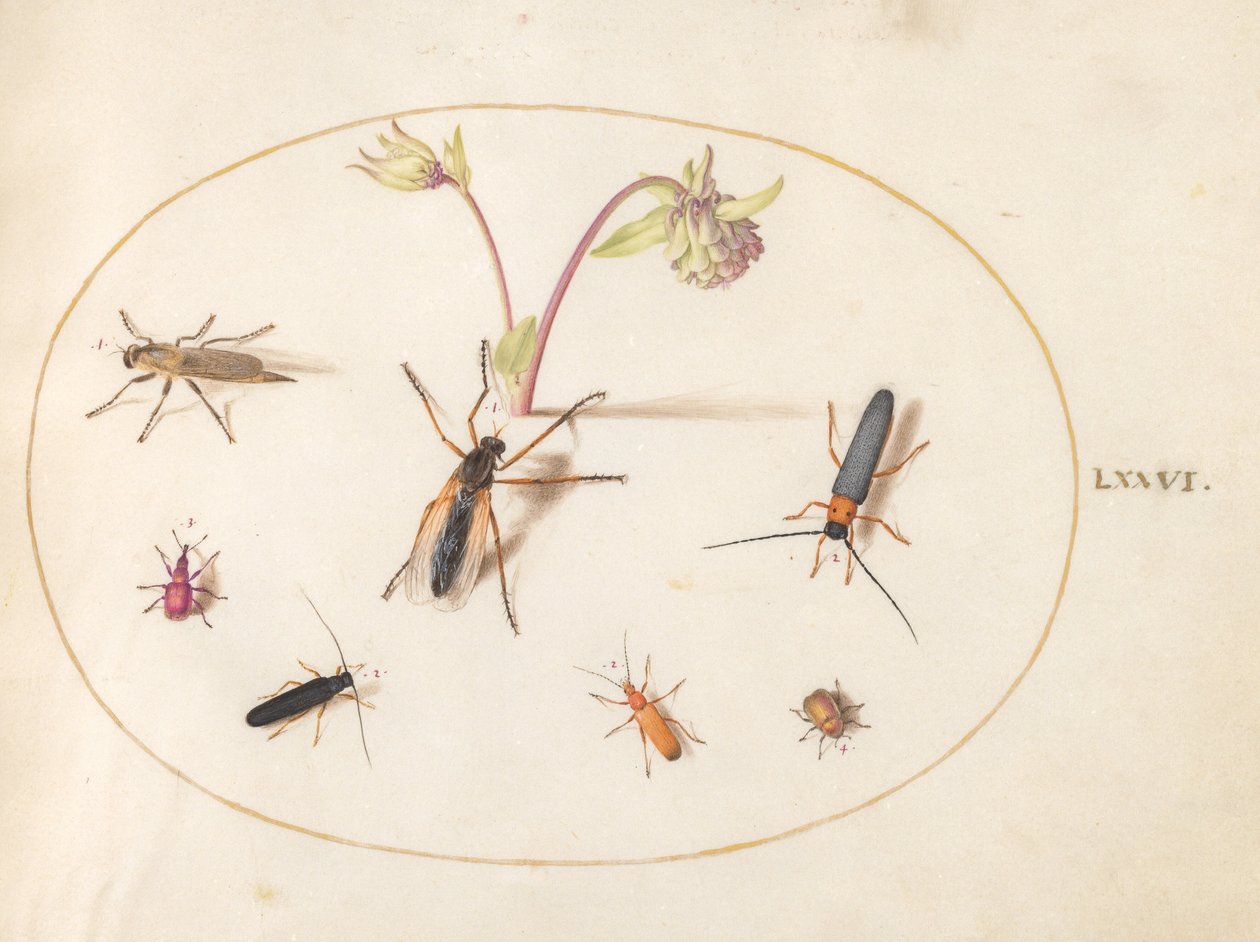 Planche 76 : Insectes avec une ancolie rose et crème - Joris Hoefnagel