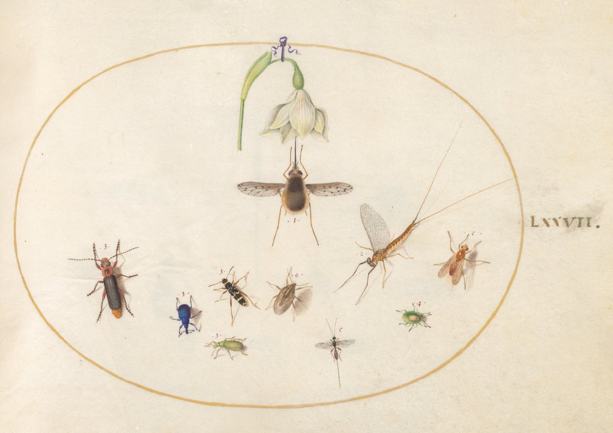 Planche 77 : bombyle ponctué avec une fleur blanche, une éphémère, un charançon bleu et d