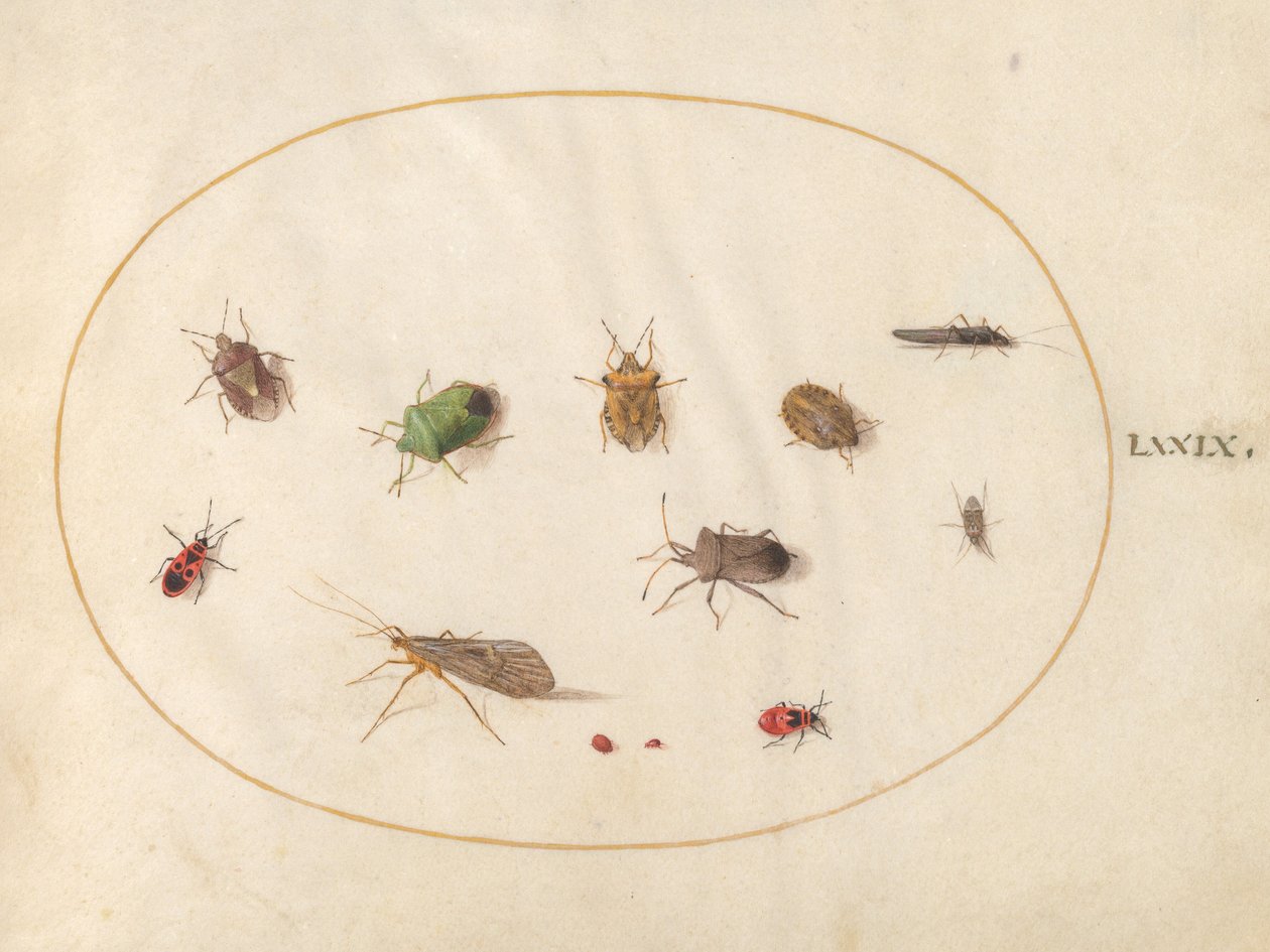 Planche 79 : Douze insectes, y compris des punaises - Joris Hoefnagel