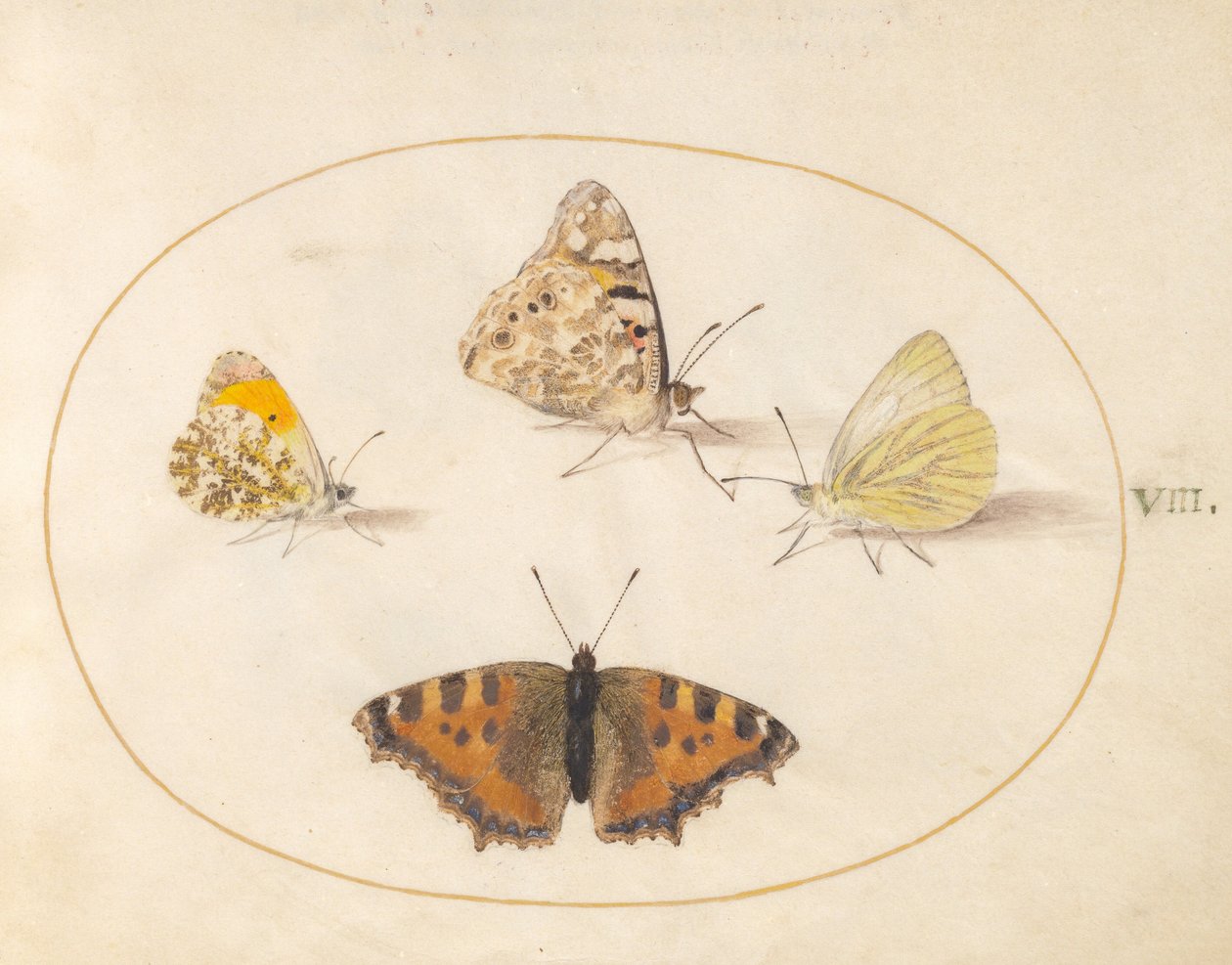 Planche 8 : Papillons « Orange Tip », « Painted Lady », « Southern Small White » et « Small Tortoiseshell » - Joris Hoefnagel