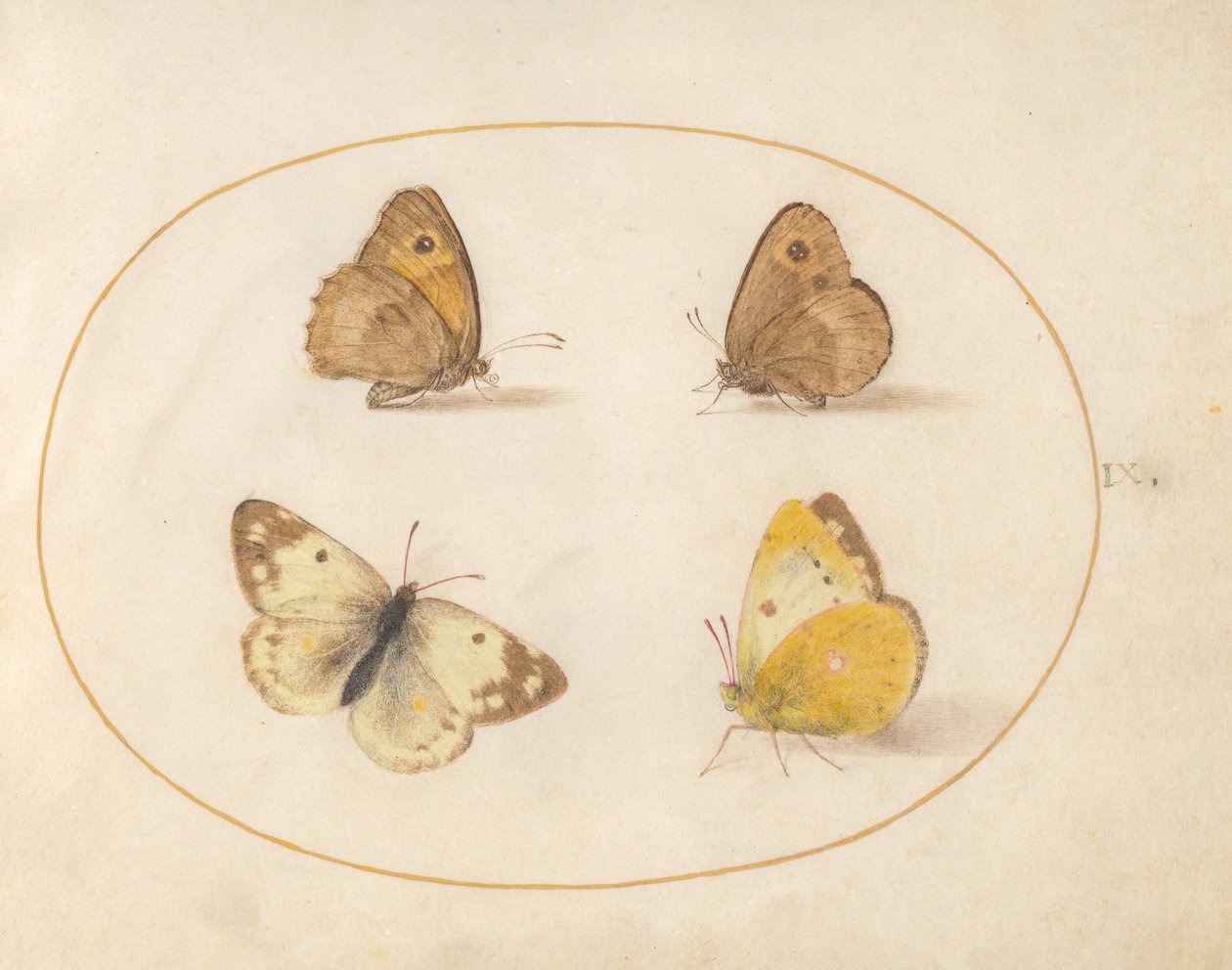 Planche 9 : Papillons Meadow Brown, Gatekeeper, Clouded Yellow et Bath White - Joris Hoefnagel