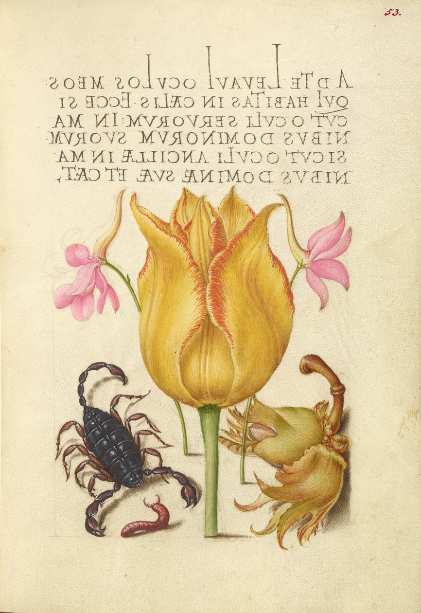 Alpiste rose, tulipe, scorpion, mille-pattes et aveline européenne - Joris Hoefnagel