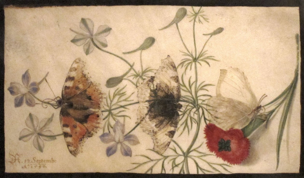 Études de fleurs et de papillons - Joris Hoefnagel