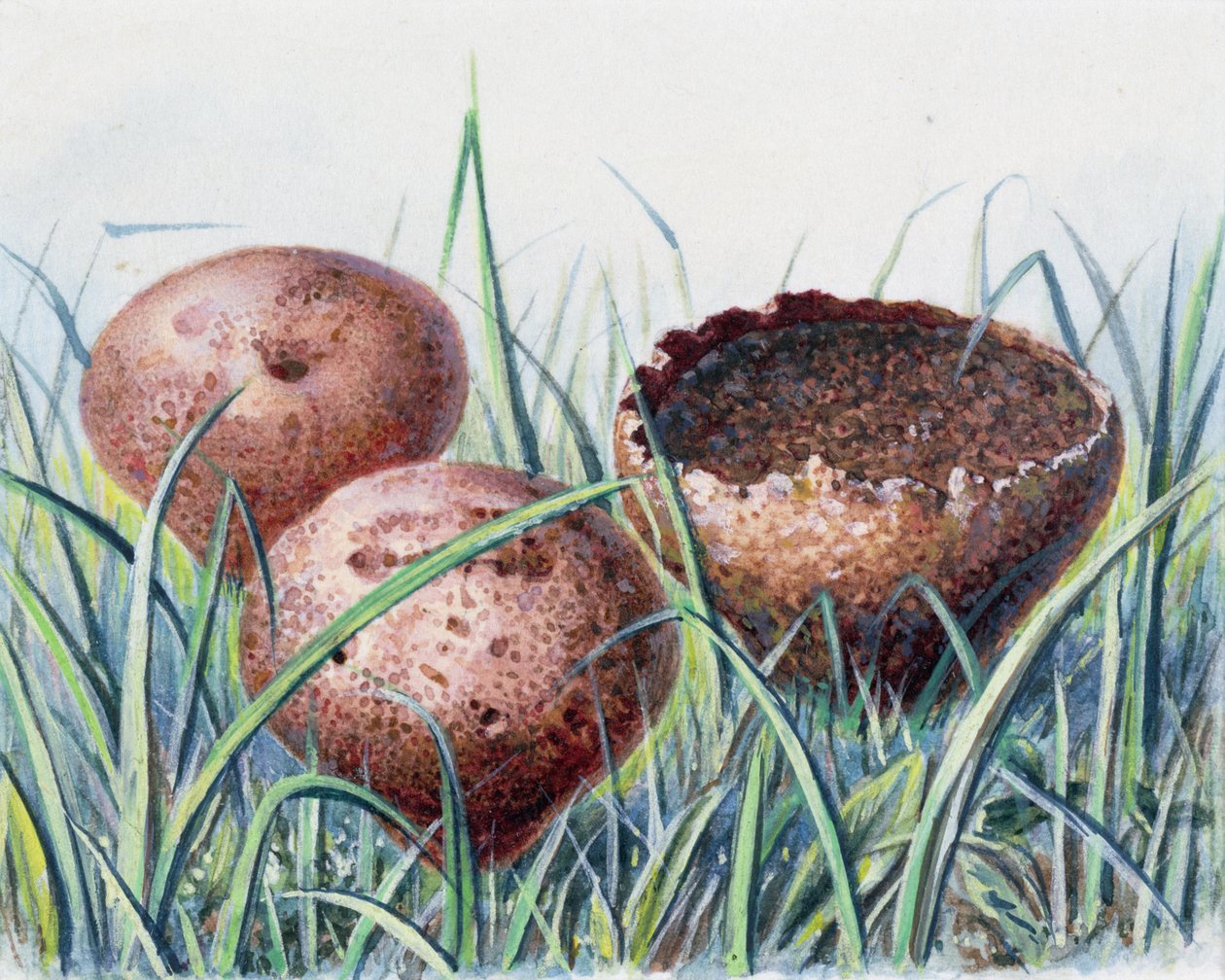 Étude de champignon - Josef Fleischmann