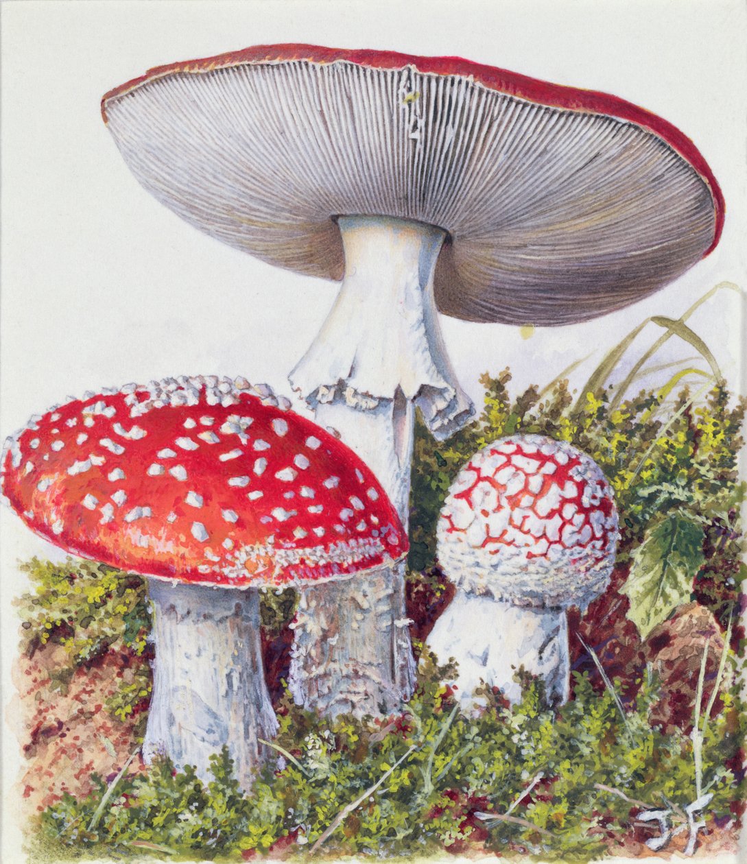 Étude de champignon - Josef Fleischmann