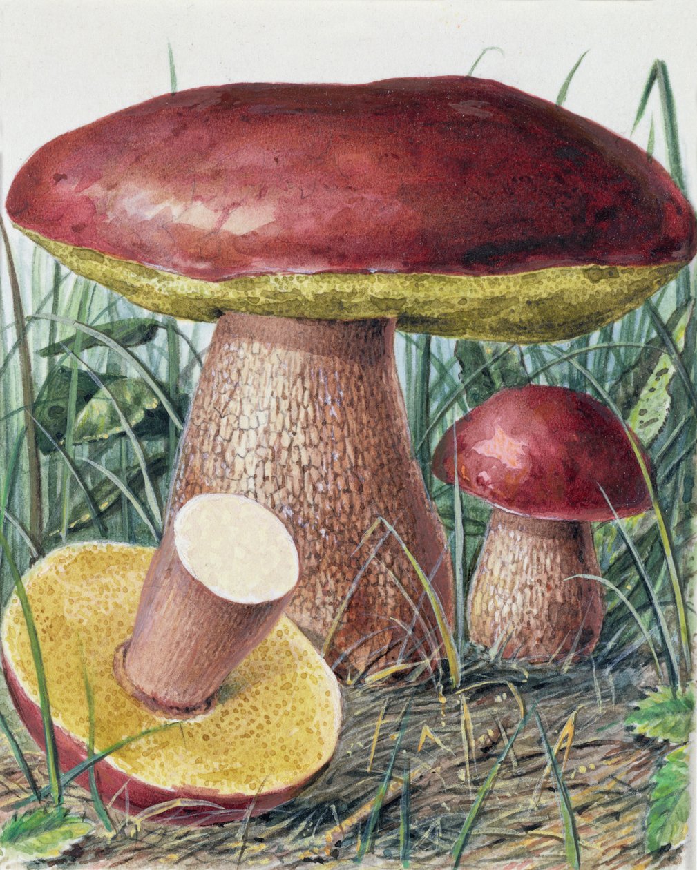 Étude de champignon - Josef Fleischmann