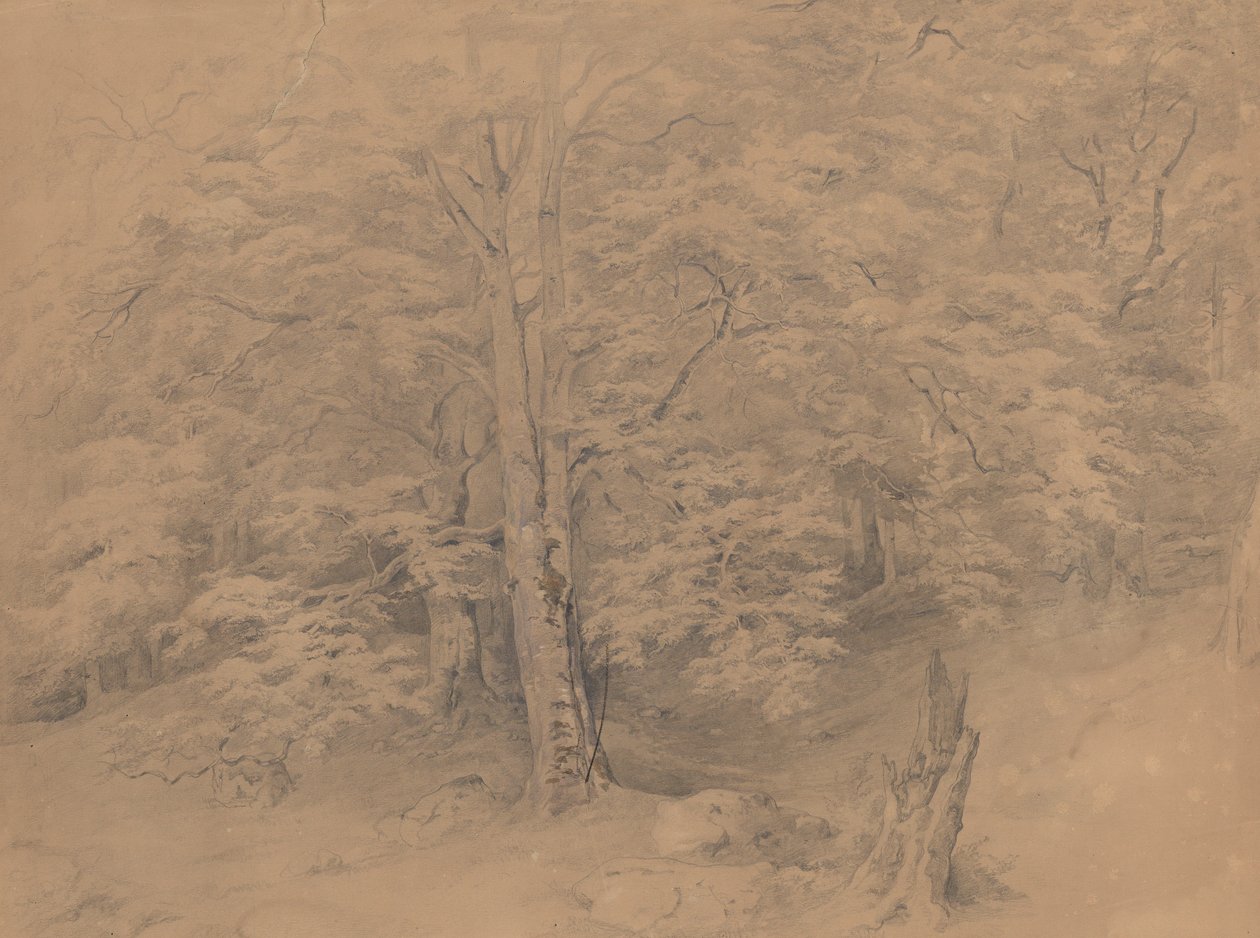 Étude sur les arbres - Josef Kriehuber