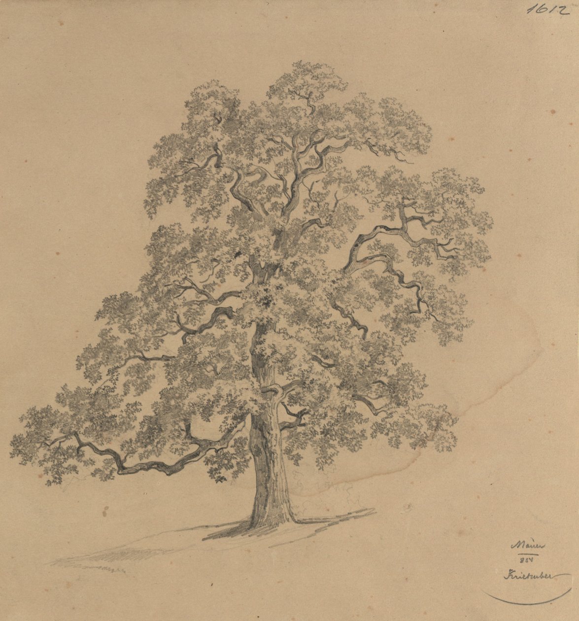 Étude sur les arbres réalisée à Mauer - Josef Kriehuber