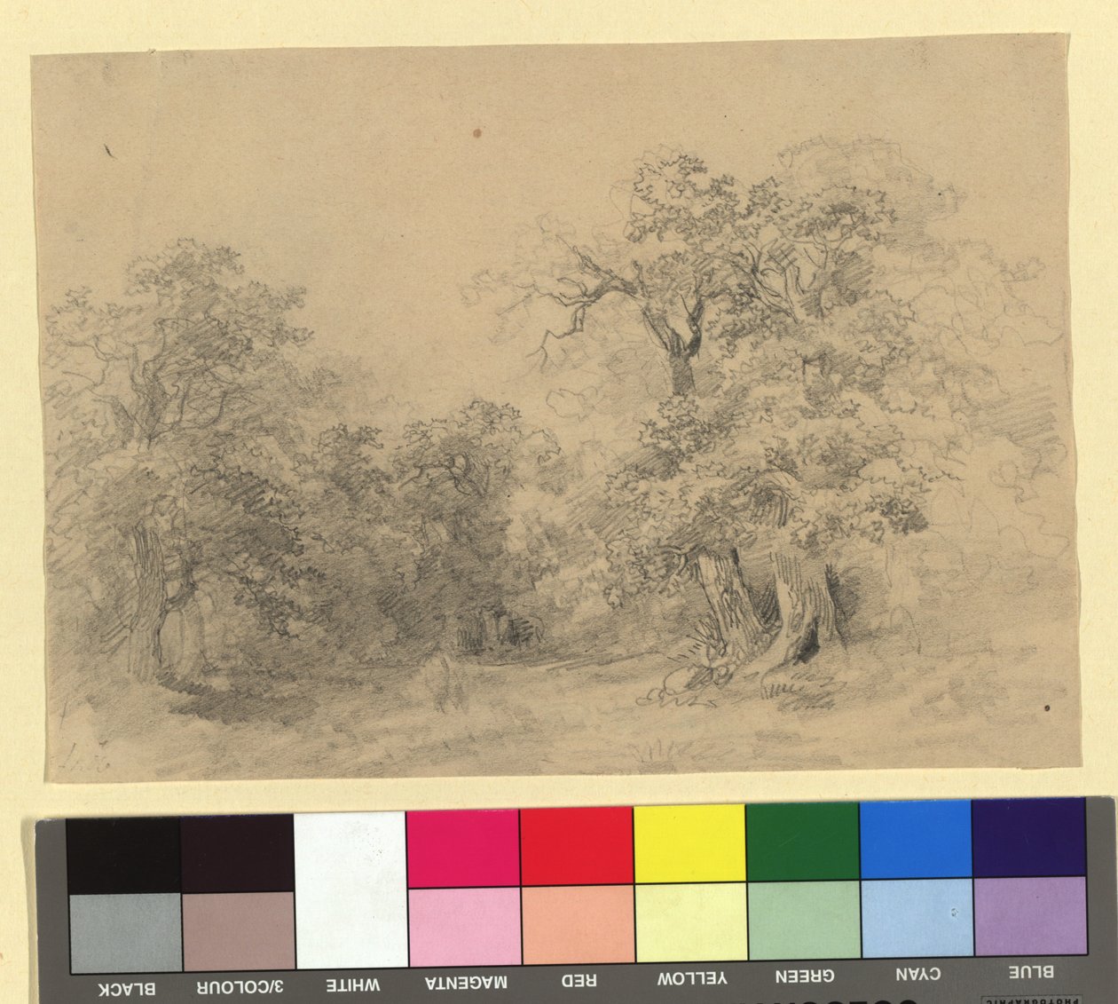 Paysage forestier - Josef Kriehuber