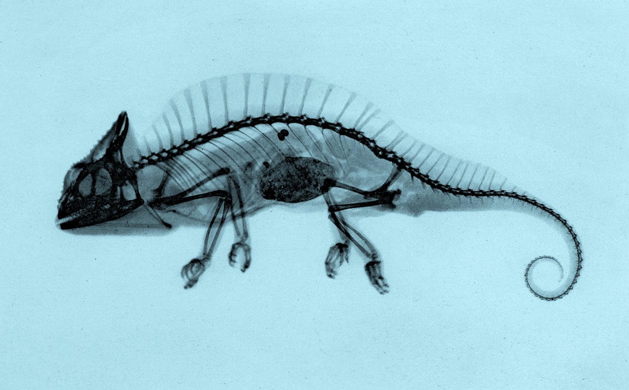 Radiographie historique d