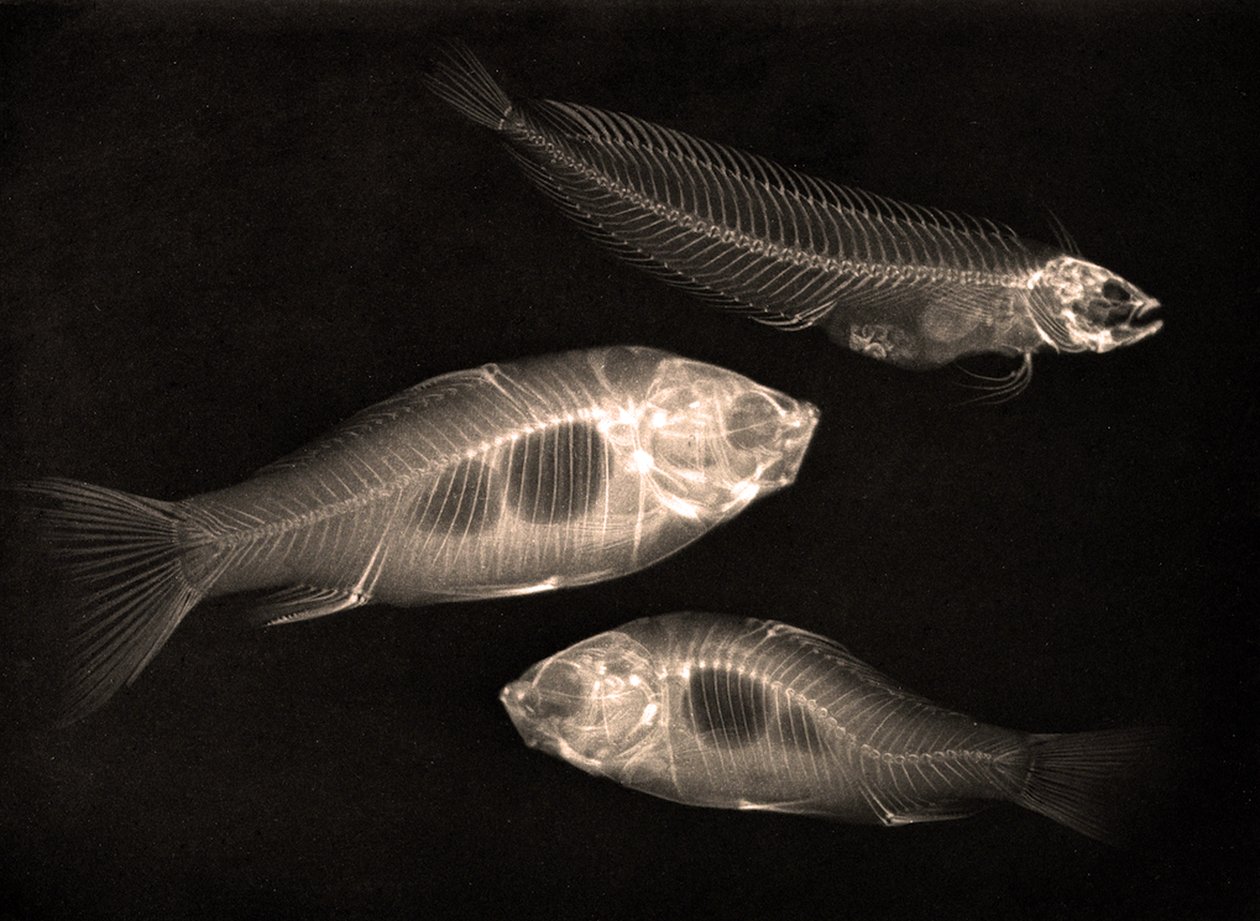 Étude radiographique de deux poissons rouges et d