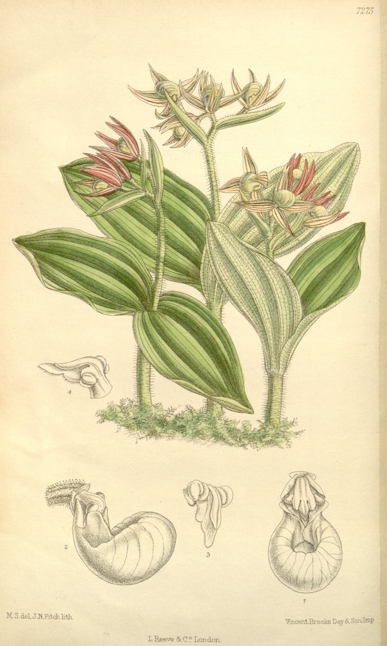 Cypripedium fasciculatum - Joseph Dalton Hooker