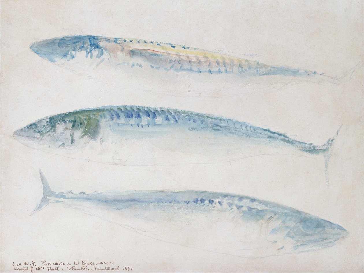 Croquis de trois maquereaux - Joseph Mallord William Turner