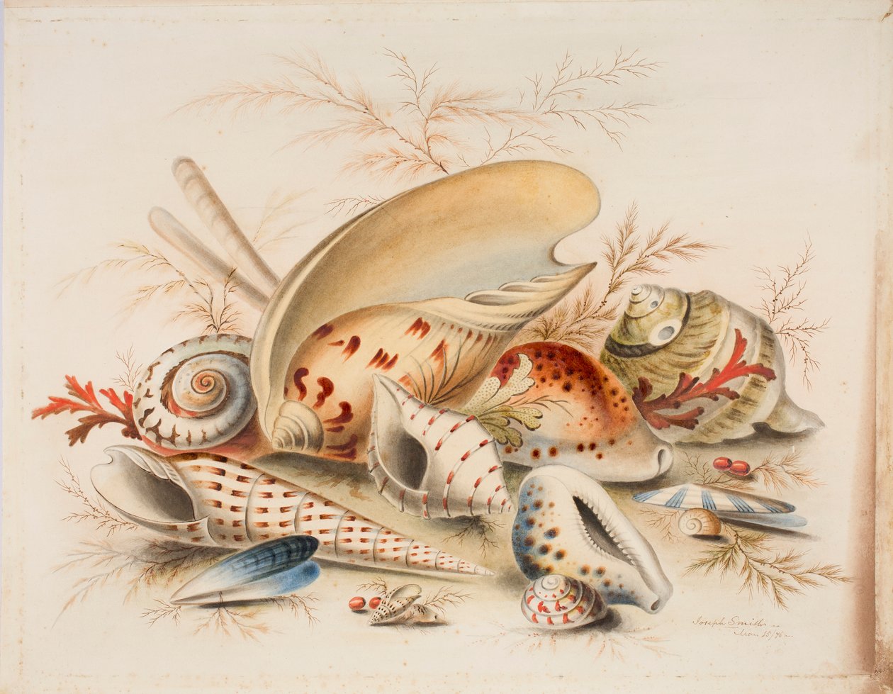 Étude de coquillages, 1876 - Joseph Smith