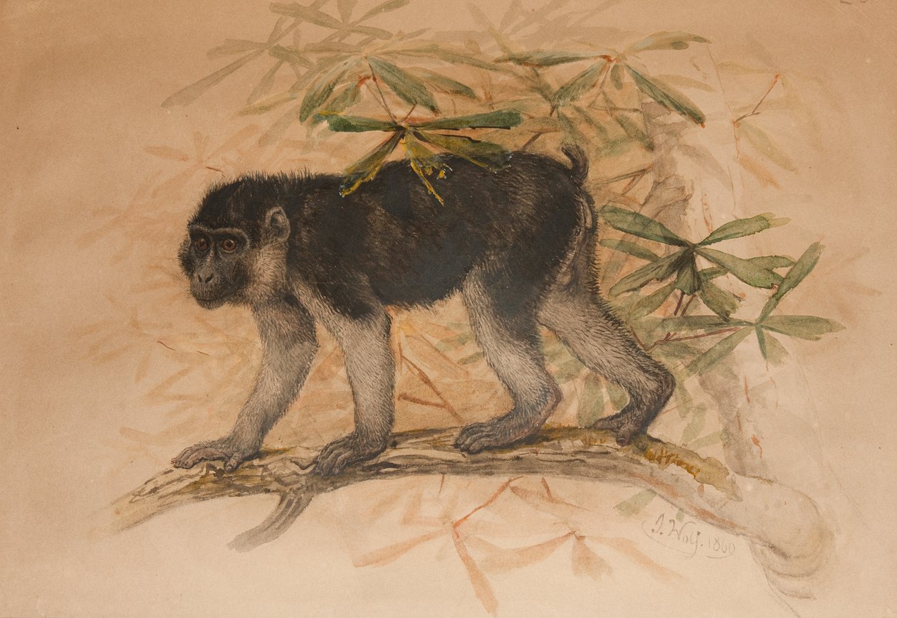 Macaque noirâtre (Macacus ocreatus), 1869 - Joseph Wolf