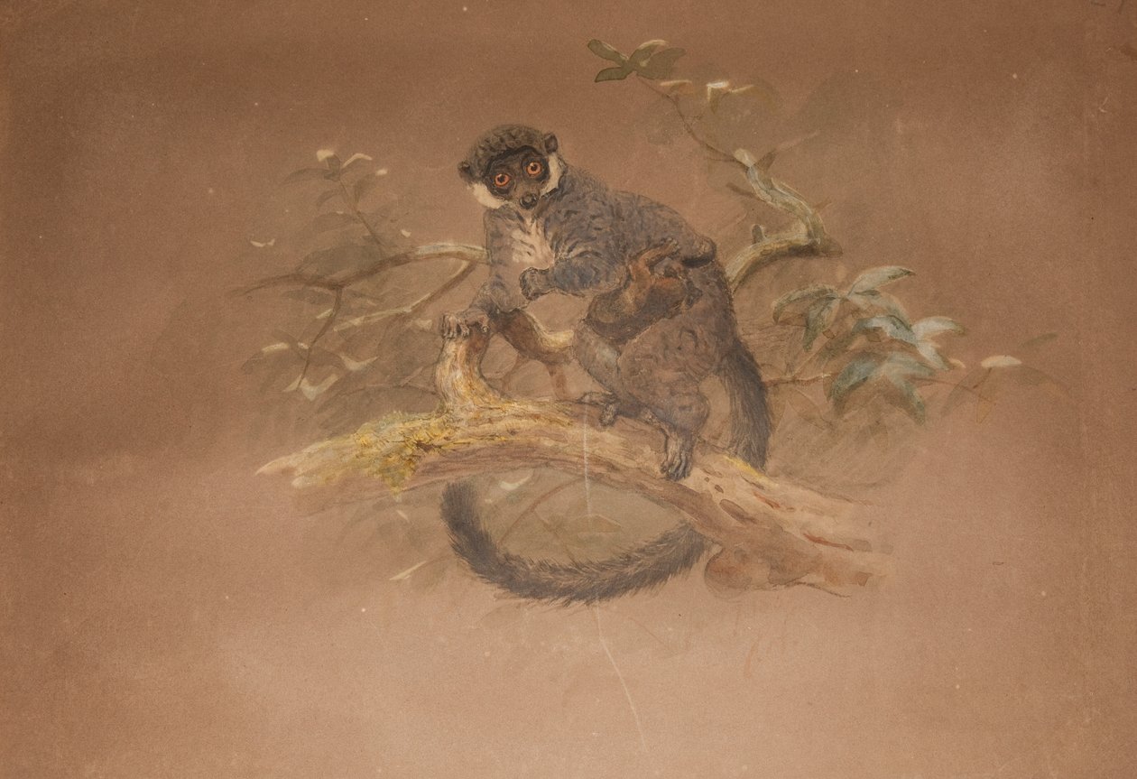 Lémur à pieds noirs (Lemur nigifrons) - Joseph Wolf