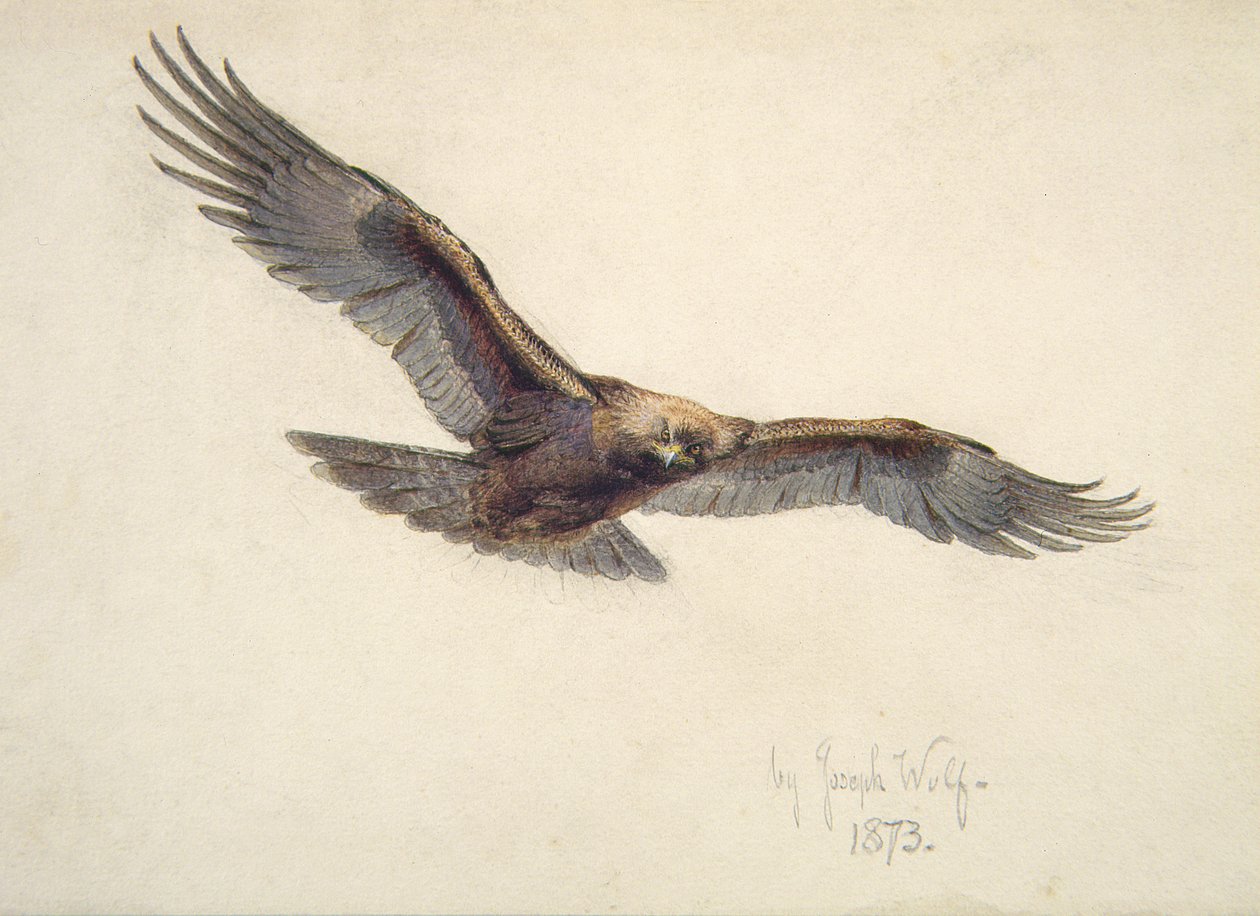 Aigle en vol, 1873 - Joseph Wolf