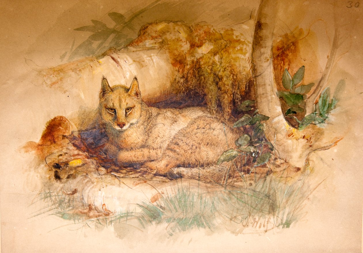 Chat Égyptien, 1851-69 - Joseph Wolf