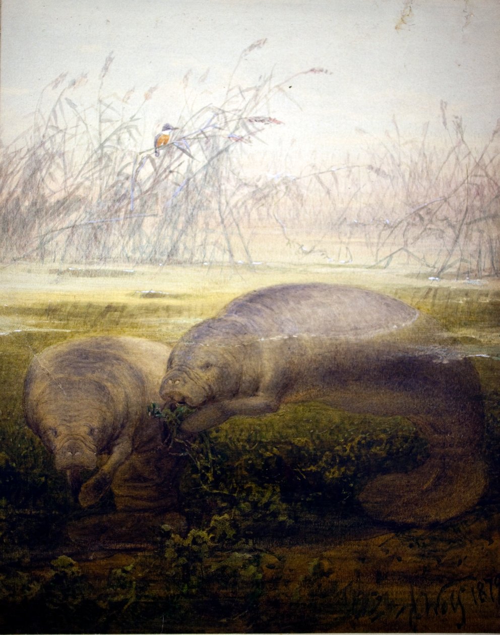 Lamantin, 1879 - Joseph Wolf