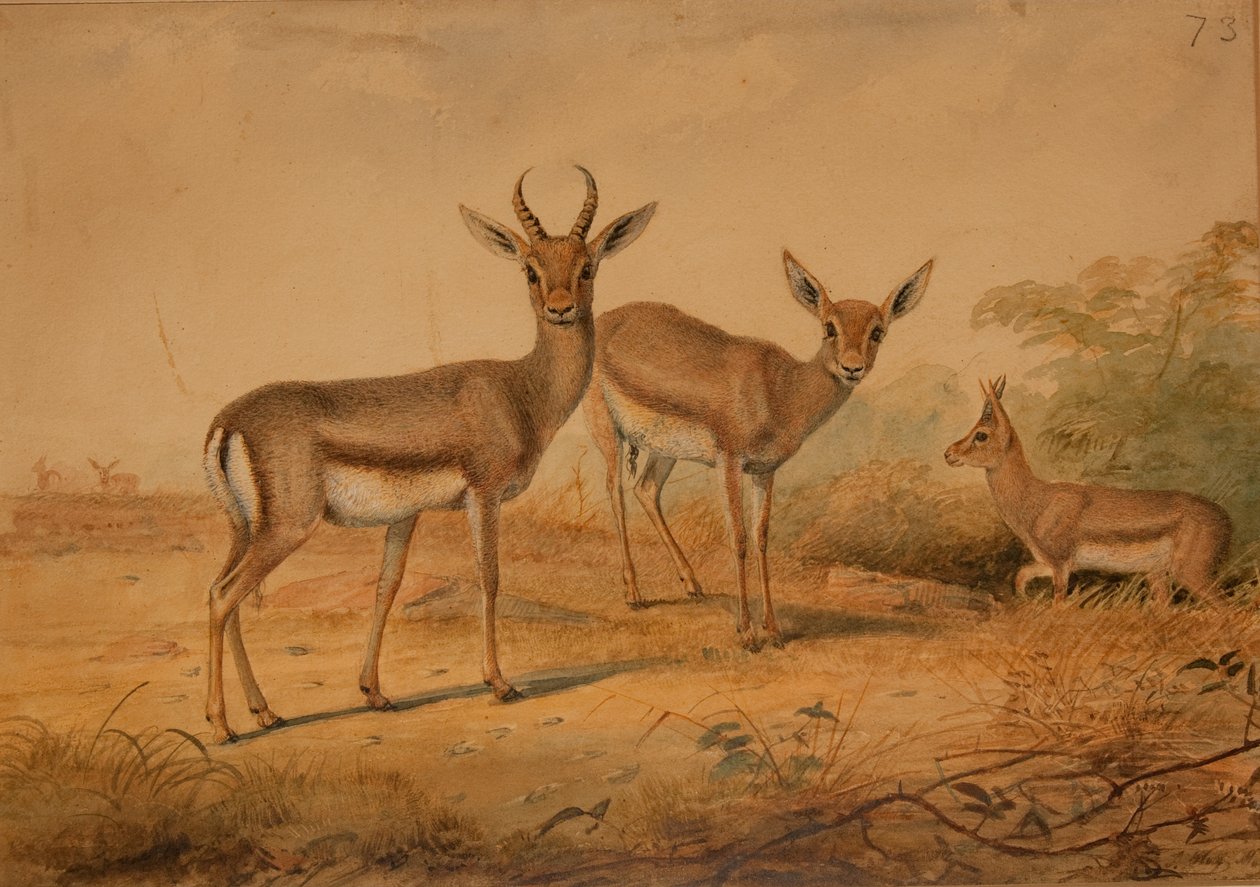 Gazelle persane - Joseph Wolf