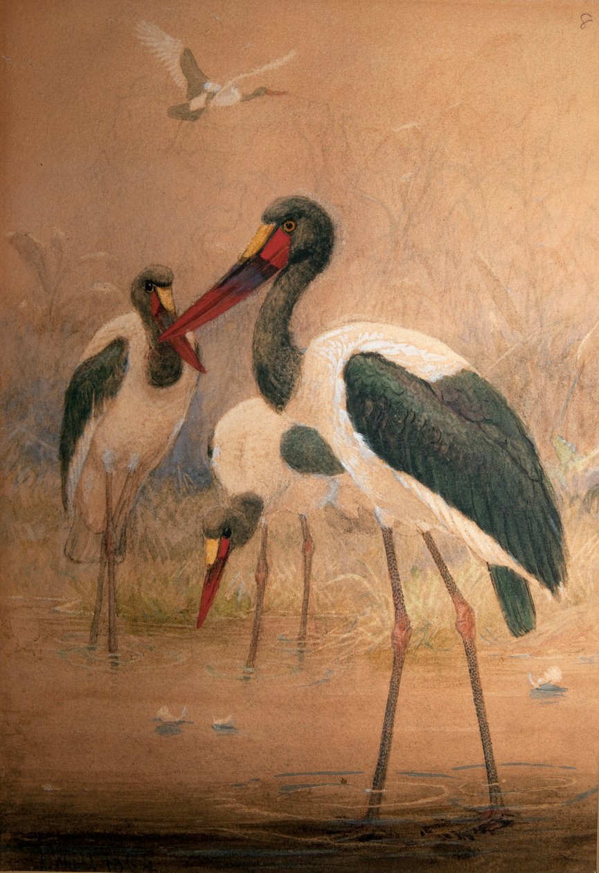 Cigogne à bec en selle (Xenorhynchus senegalensis), 1856-67 - Joseph Wolf