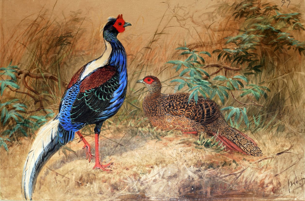 Faisan de Swinhoe (Euplocamus swinhoii), 1852-54 - Joseph Wolf
