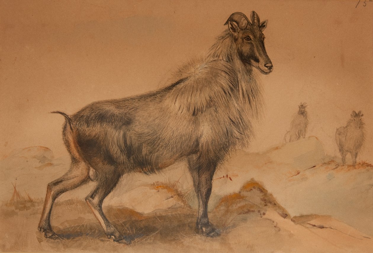 Thar - Joseph Wolf