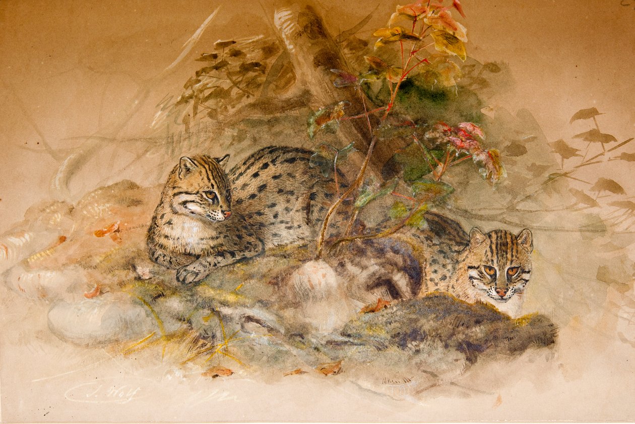 Chat Wagati, 1851-69 - Joseph Wolf