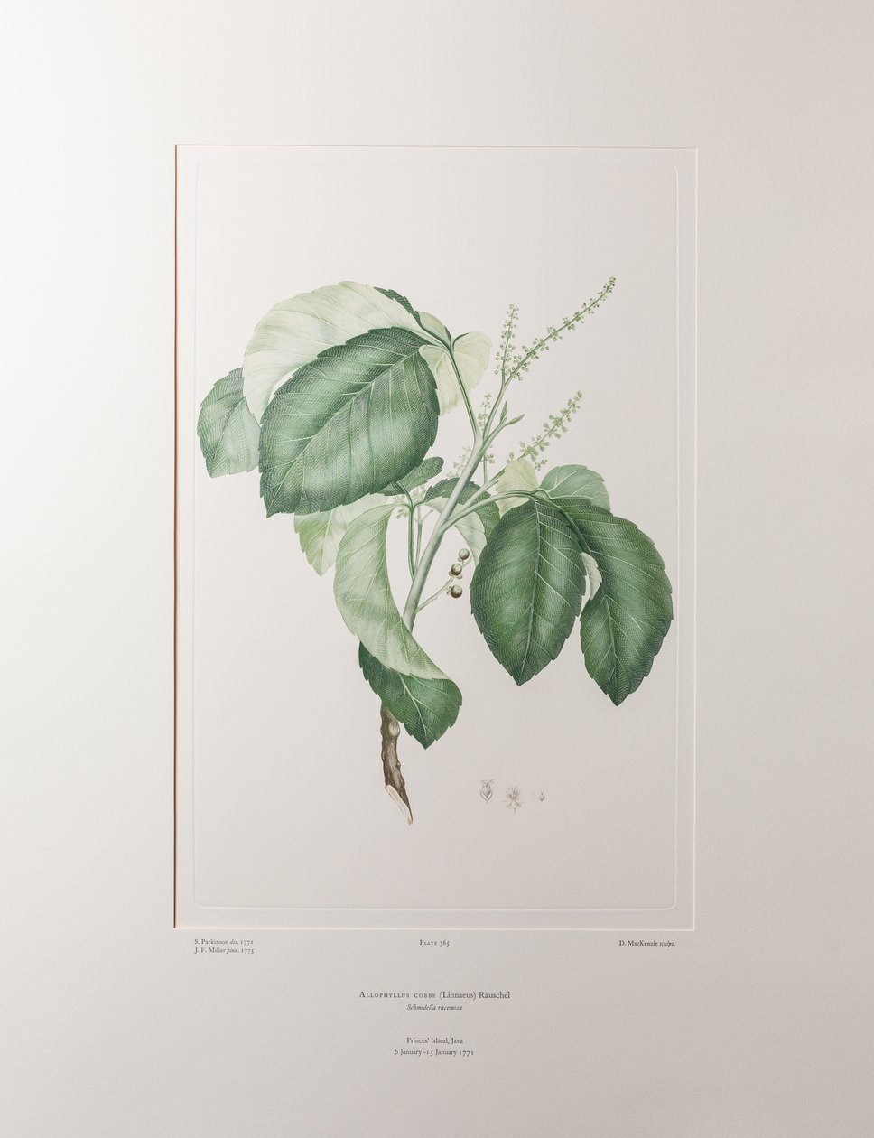 Allophyllus cobbe (Sapindaceae) - Planche 365, Florilège de Banks, vers 1771-84 - Joseph Banks