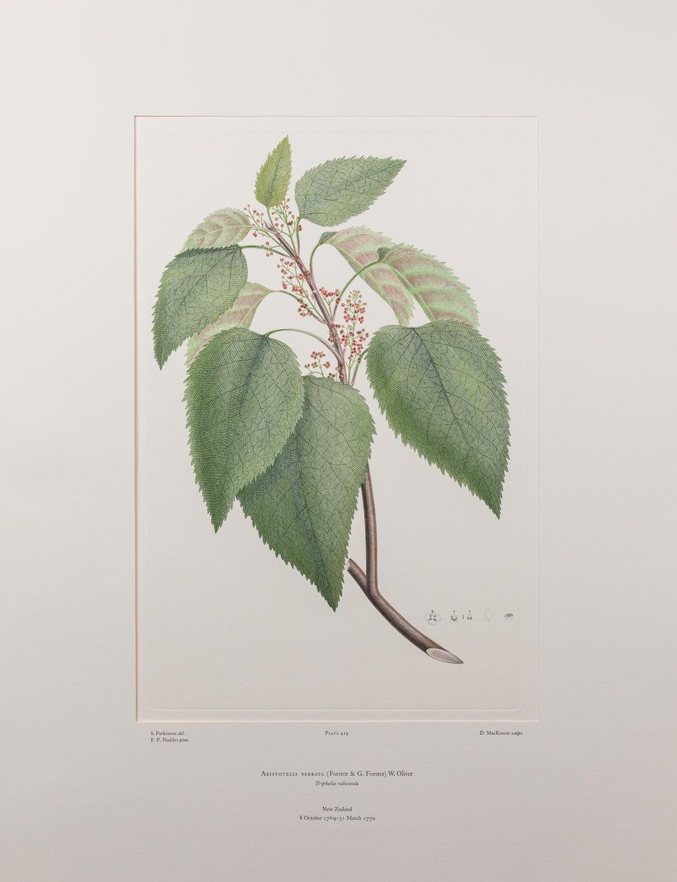 Aristotelia serrata (Elaeocarpaceae) - Planche 419, Florilège de Banks, vers 1771-84 - Joseph Banks