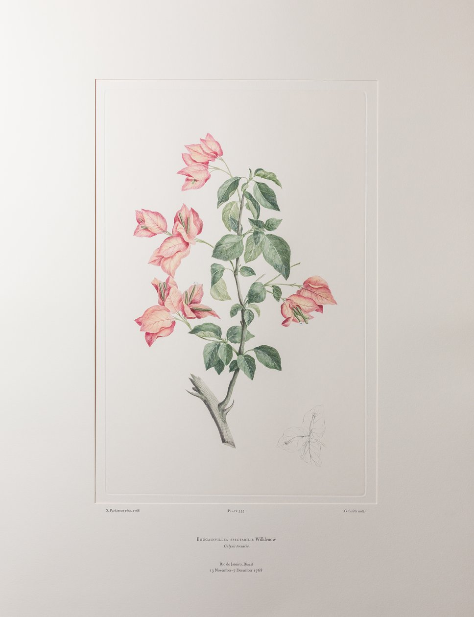Bouganvillea spectabilis (Nyctaginaceae) - Planche 355, Florilège de Banks, vers 1771-84 (gravure sur cuivre sur papier) - Joseph Banks