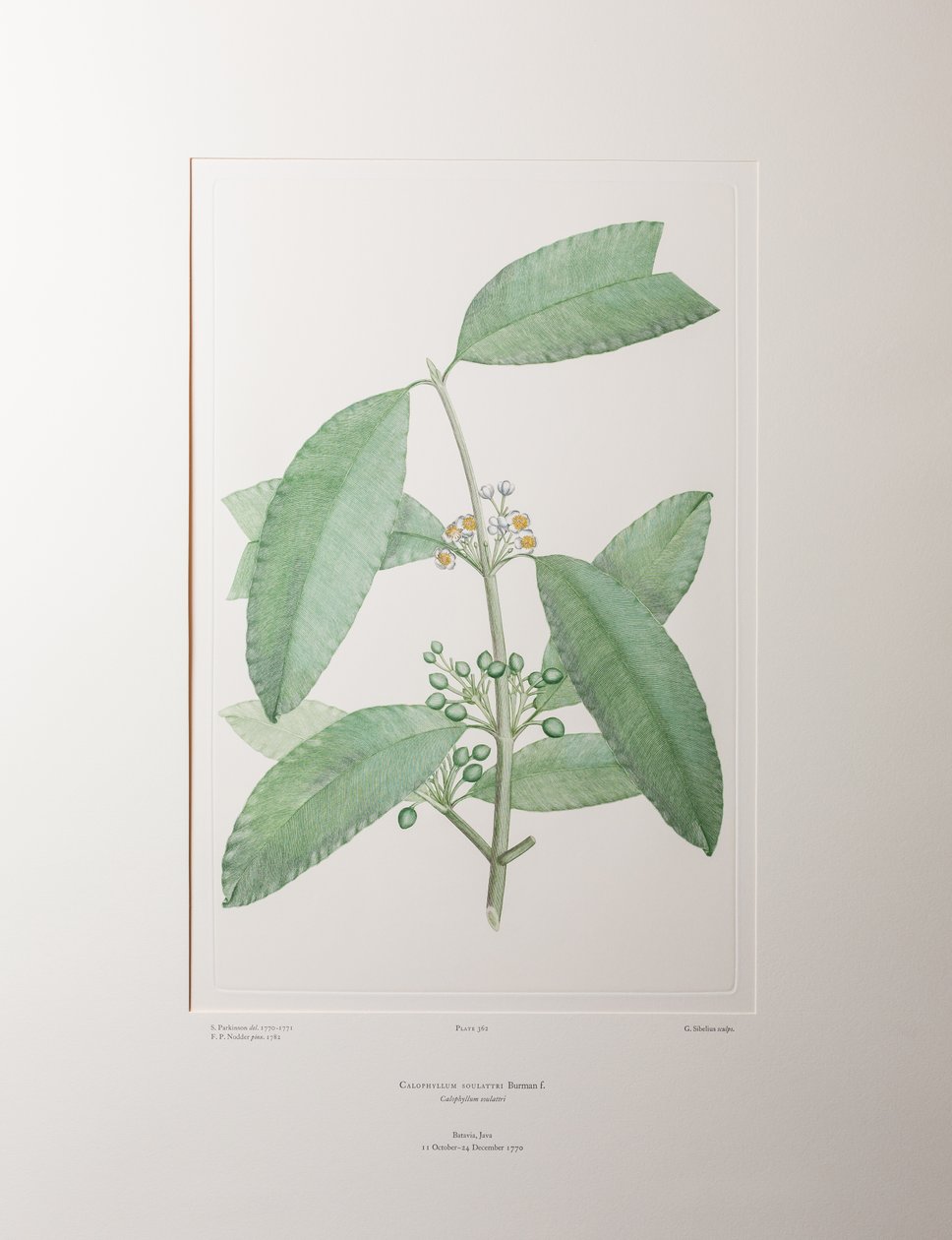 Calophyllum soulattri (Guttiferae) - Planche 362, Florilège de Banks, vers 1771-84 (gravure sur cuivre sur papier) - Joseph Banks