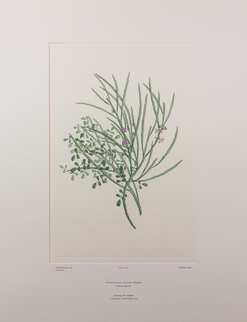Carmichaelia solandri (Leguminosae) - Planche 429, Florilège de Banks, vers 1771-84 - Joseph Banks