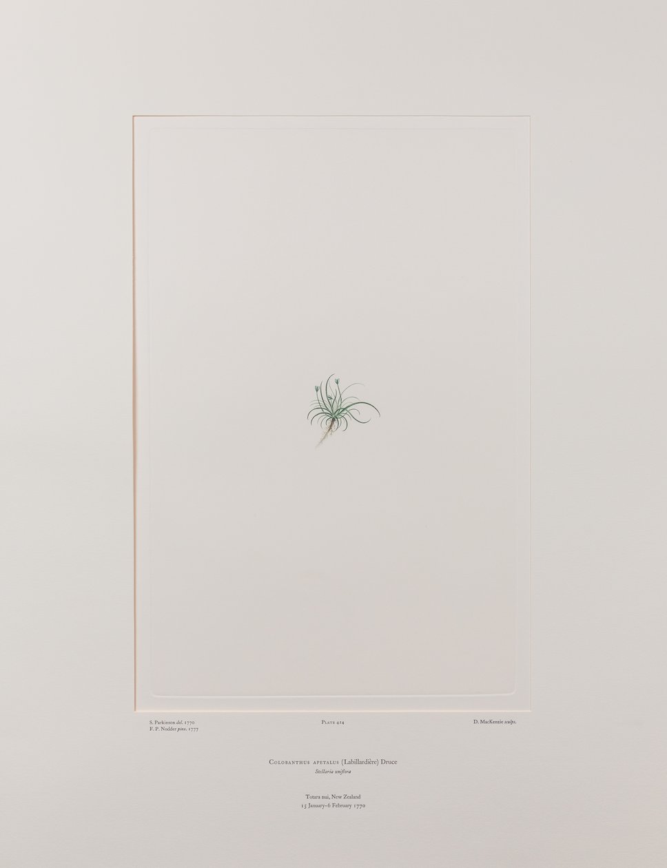 Colobanthus apetalus (Caryophyllaceae) - Planche 414, Florilège de Banks, vers 1771-84 (gravure sur cuivre sur papier) - Joseph Banks