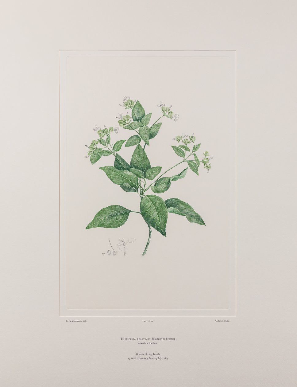 Dicliptera bracteata (Acanthaceae) - Planche 636, Florilège de Banks, c.1771-84 - Joseph Banks