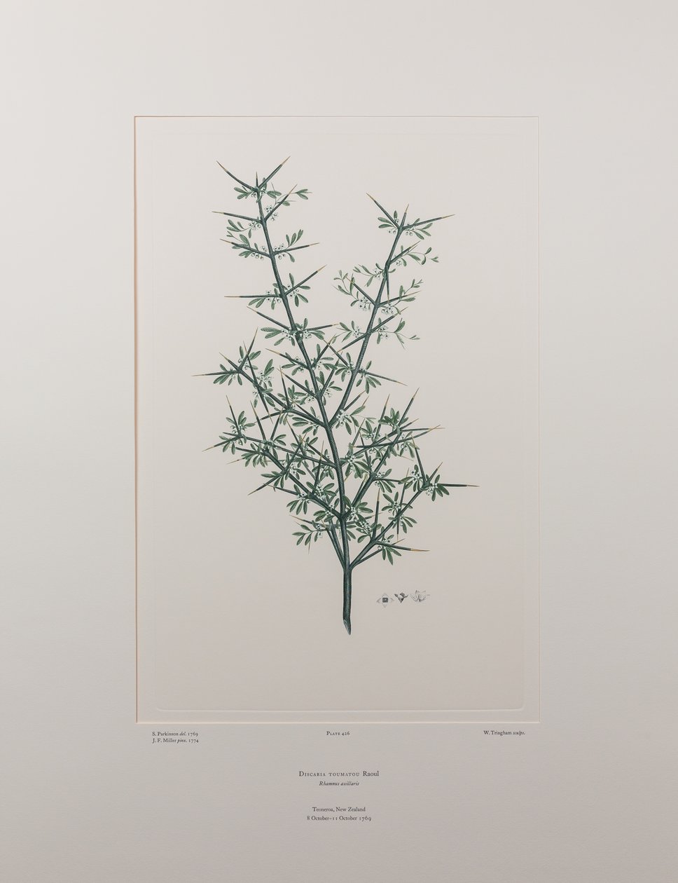 Discaria toumatou (Rhamnaceae) - Planche 426, Banks