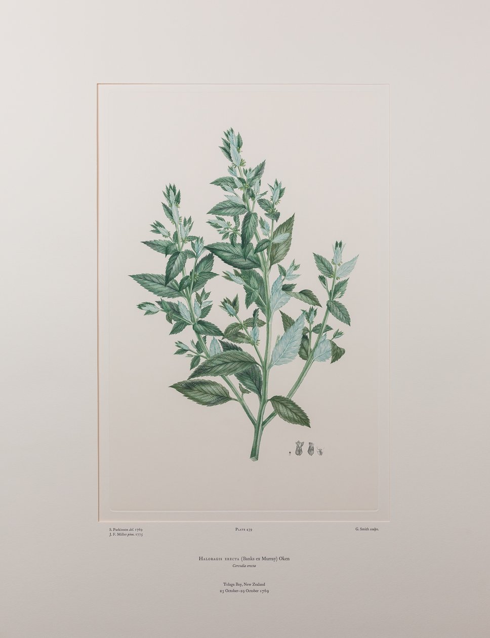 Haloragis erecta (Haloragidaceae) - Planche 439, Florilège de Banks, c.1771-84 (gravure sur cuivre sur papier) - Joseph Banks