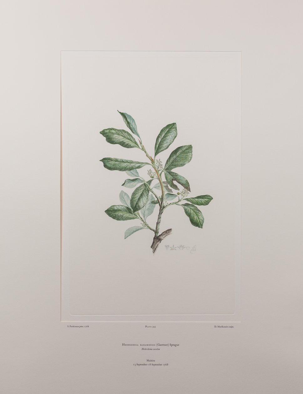 Heberdenia bahamensis (Myrsinaceae) - Planche 395, Florilège de Banks, c.1771-84 (gravure sur cuivre sur papier) - Joseph Banks