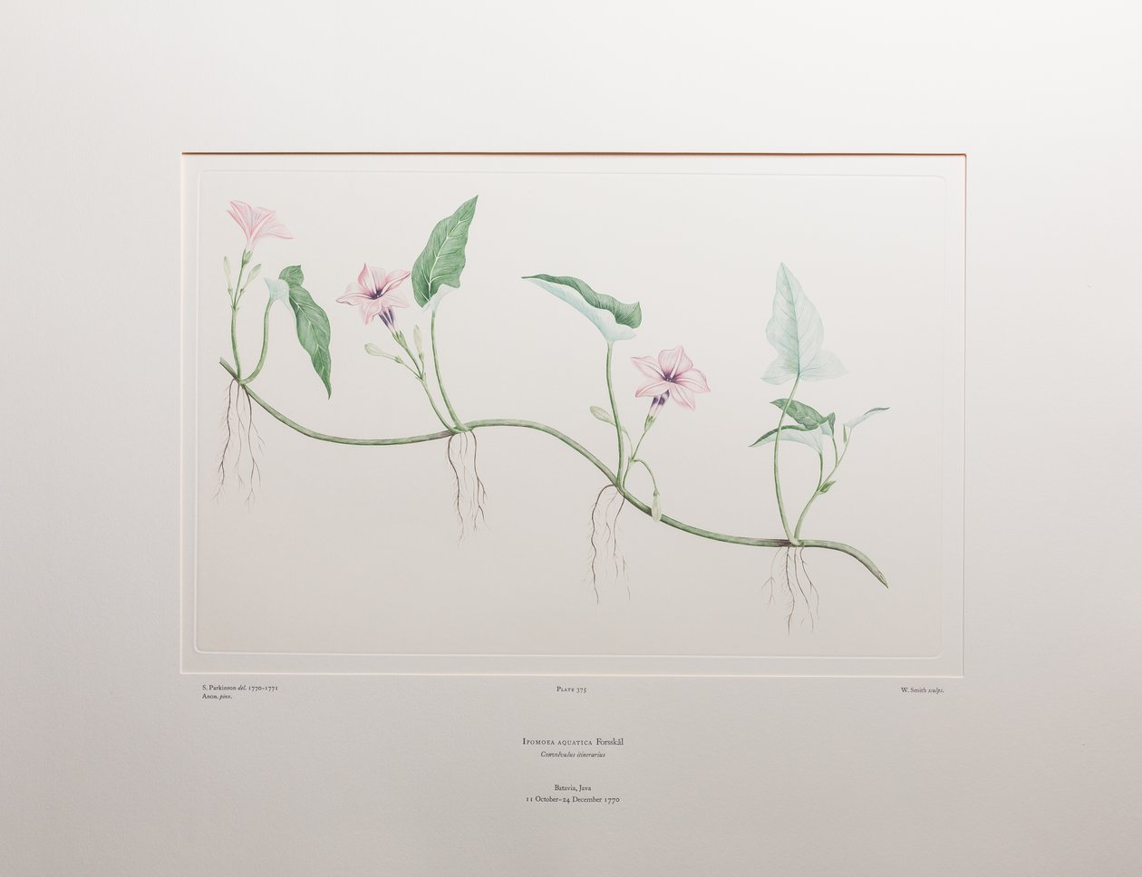Ipomoea aquatica (Convolvulaceae) - Planche 375, Florilège de Banks, c.1771-84 - Joseph Banks