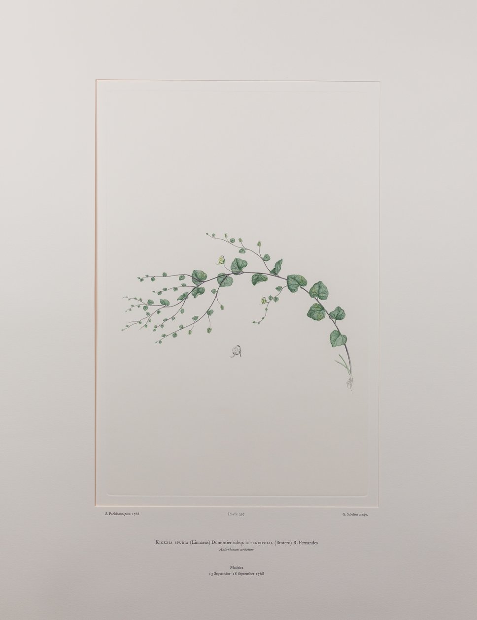 Kicksia spuria subsp. integrifolia (Scrophulariaceae) - Planche 397, Banks