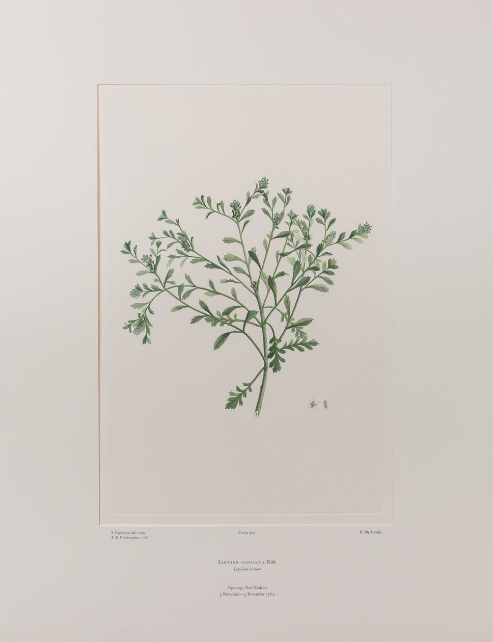 Lepidium flexicaule (Cruciferae) - Planche 409, Florilège de Banks, c.1771-84 - Joseph Banks