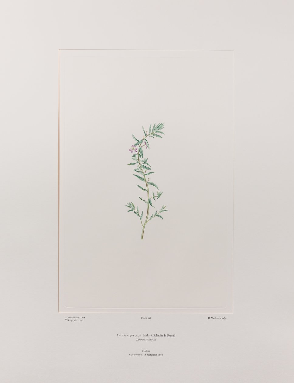 Lythrum junceum (Lythraceae) - Planche 392, Florilège de Banks, vers 1771-84 (gravure sur cuivre sur papier) - Joseph Banks