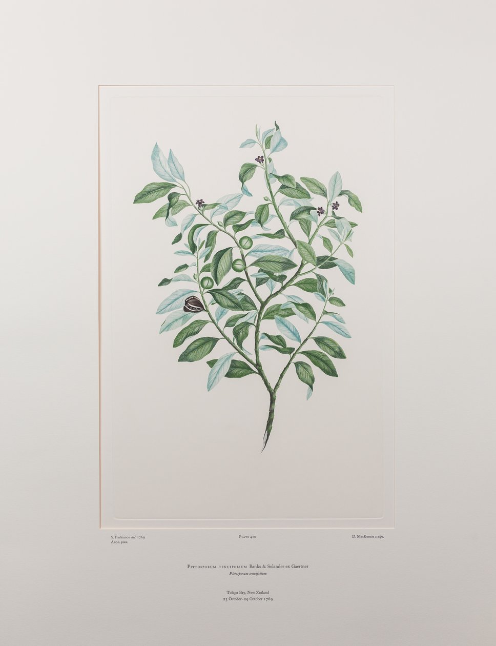 Pittosporum tenuifolium (Pittosporaceae) - Planche 412, Florilège de Banks, vers 1771-84 (gravure sur cuivre sur papier) - Joseph Banks