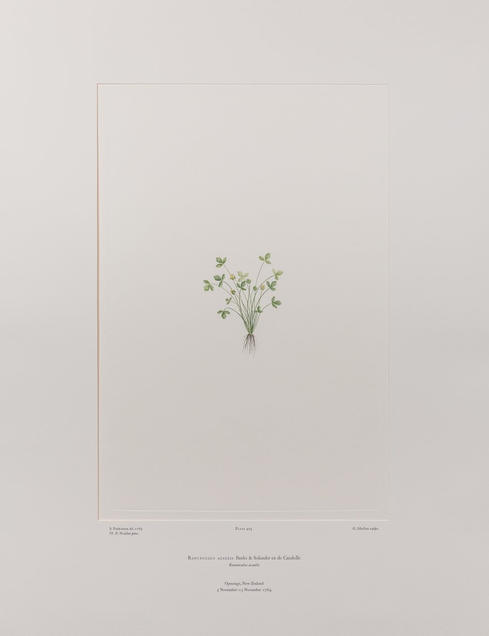 Ranunculus acaulis (Ranunculaceae) - Planche 403, Florilège de Banks, c.1771-84 - Joseph Banks